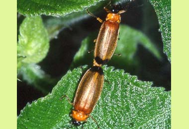 閃亮亮季節奧萬大溪頭登場(圖)