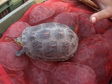 海巡署南部地區巡防局查獲保育類動物(圖)