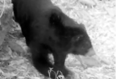 郡大林道發現黑熊蹤跡(圖)