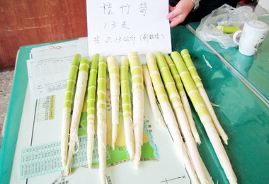 斗南爬山順便採桂竹筍涉竊盜遭法辦(圖)