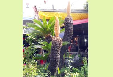 大里農會國光花市鐵樹開花為吉祥之兆(圖)