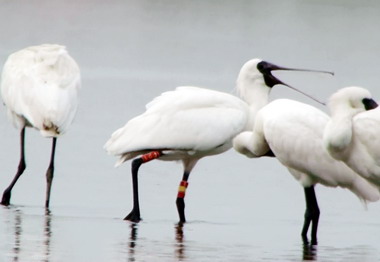 特生中心野放黑面琵鷺嘉布袋鹽田見蹤跡(圖)