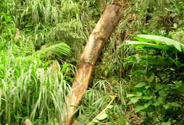 台大實驗林溪頭管轄區  處理枯死木解除危險(圖)