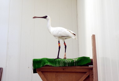 集集黑面琵鷺亞成鳥8日台南頂山鹽田野放(圖)