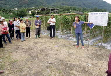 臺中農改場辦菜豆栽培成果示範觀摩會(圖)