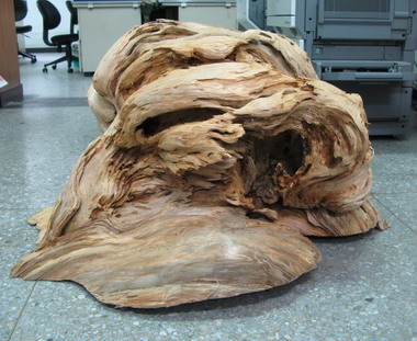 神木樹瘤遭鋸 歹徒暗​夜難眠遭逮(圖)