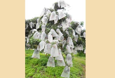 太平荔枝受氣候影響產量銳減(圖)