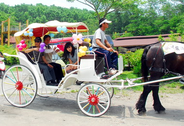 虎頭埤阿勃勒花季浪漫登場(圖)