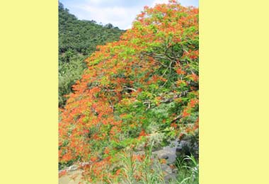 百年歷史鳳凰木珍貴老樹(圖)