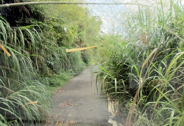 大山芒草叢生集集公所要求分攤養護費(圖)