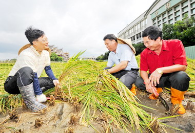 卓伯源勘查竹塘鄉稻田倒伏及發芽狀況(圖)