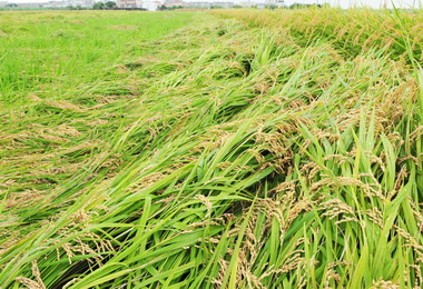 馬英九嘉市勘災卻不理會嘉縣大災區？(圖)