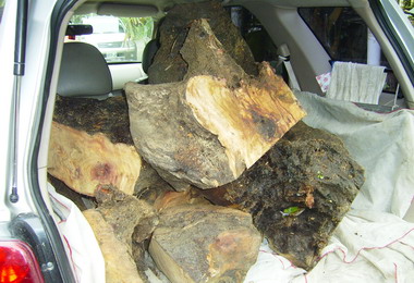 竹山警再查獲山老鼠竊牛樟木(圖)