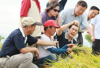 馬英九視察嘉市稻作倒伏情形(圖)