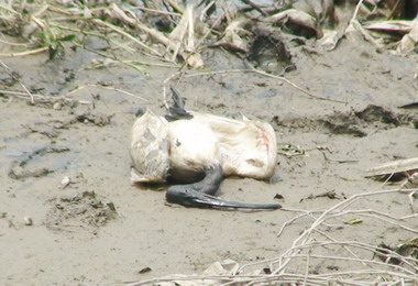 台中鳥類猝死大排水溝邊釣客惋惜(圖)