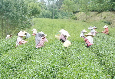 林明溱為農民爭取免課營業稅(圖)