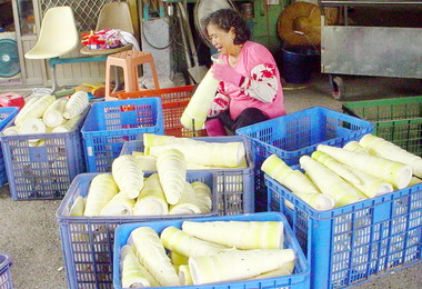 麻竹筍壯碩肥大料理饕客讚不絕口(圖)