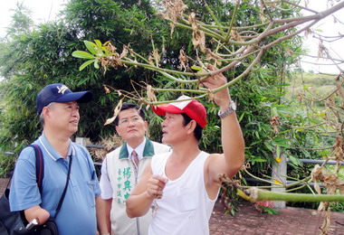台中沙鹿黑板樹蟲害恐擴散議員：速防範(圖)