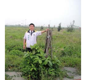 台中港市鎮中心行道樹大量枯死(圖)