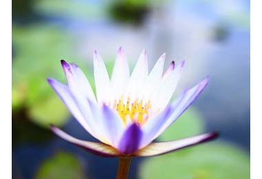 泰雅渡假村廣植蓮花遊客賞蓮好去處(圖)