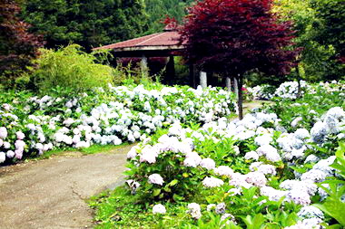 杉林溪繡球花海(圖)
