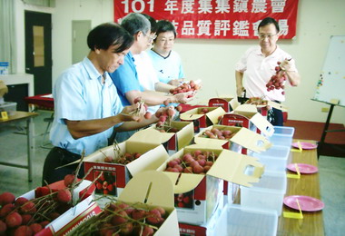 集集農會辦糯米荔枝評鑑結果出爐(圖)