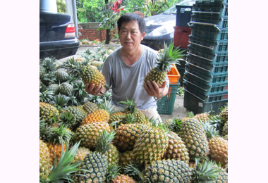 屏東-銀獅農場金鑽及牛奶鳳梨同時上市(圖)
