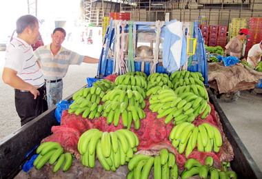 蘇拉颱風過後集集香蕉飆天價(圖)