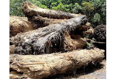 宜蘭-160根漂流木總價上千萬(圖)