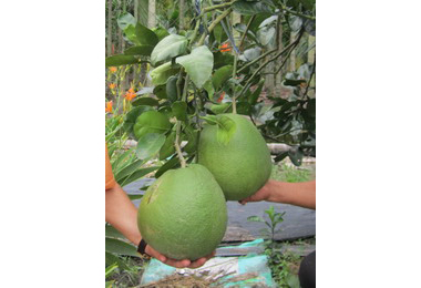 波麗士「皇帝柚」巨如大碗公 甜美多汁(圖)