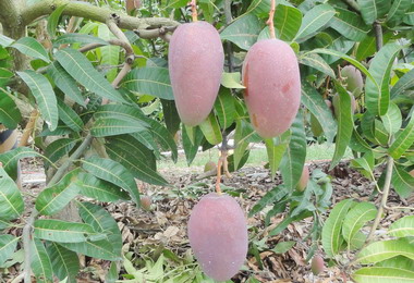 農委會輔導防治小黃薊馬提升芒果產量(圖)