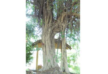 大里山腳巷龍眼與榕樹二合一充滿傳奇(圖)