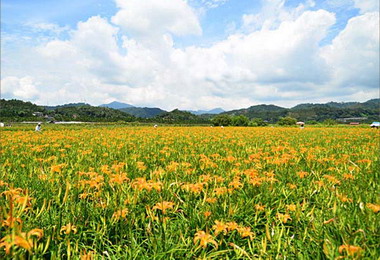 志工投入農村災後復建為金針花作SPA(圖)