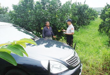 斗六文旦成熟警分局啟動「護柚專案」(圖)