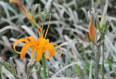 生態金針花海寫生比賽活動18日登場(圖)