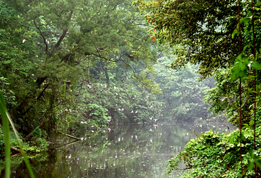 新竹-白鷺鷥成群聚沙坑宛如世外桃源(圖)