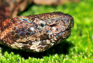 稀有「瑪家山龜殼花」 花蓮山區現蹤(圖)