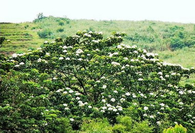 九月桐花開林管處：暖化所致(圖)