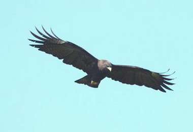 2千鷹揚天空知本樂山賞鷹樂(圖)