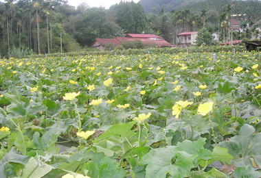 南投開出黃金絲瓜花海美不勝收(圖)