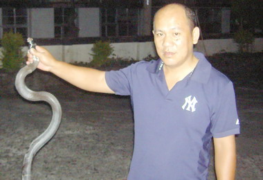 信義新鄉派出所警員捕獲大山豬與眼鏡蛇(圖)