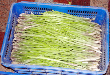 網室栽培蘆筍新思維創造新商機(圖)