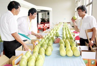 苗栗文旦果品評鑑即日起登場(圖)