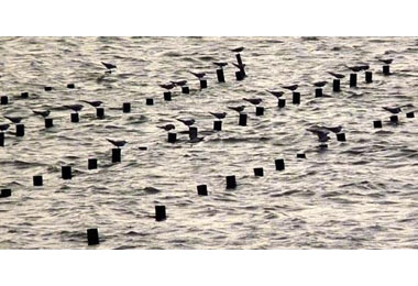 黑腹燕鷗回來了萬餘隻北門潟湖現蹤(圖)