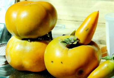 受到天候異常影響南投甜柿產量大減(圖)