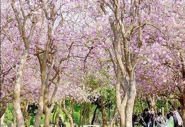 台南公園褐根病蔓延羊蹄甲林恐不存(圖)