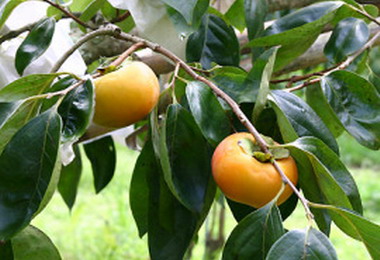 5月梅雨+8月颱風南庄甜柿產量減半(圖)