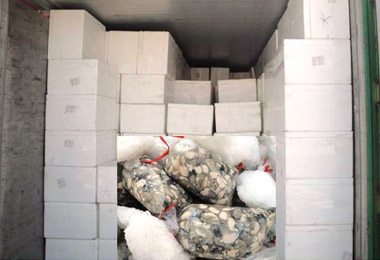 高雄查獲管制進口之大陸海蚵(圖)