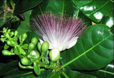 棋盤腳開花小琉球夜遊精彩(圖)