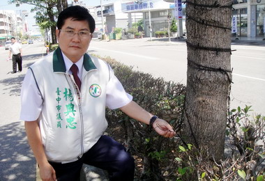 台中路樹綁燈鏈卻不亮議員：多此一舉(圖)